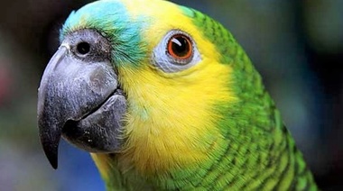 Psitacosis en tiempos de COVID-19. Una llamada de atención