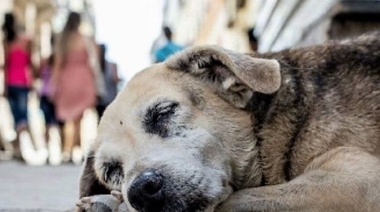 Perros en situación de calle: El punto de vista de los veterinarios
