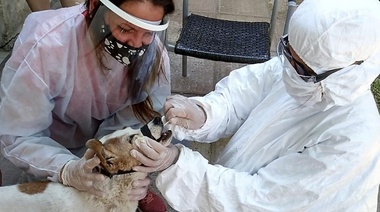 Detección de SARS-CoV-2 en animales