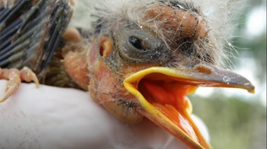 Algunos parásitos son selectivos, sin embargo pueden adaptarse