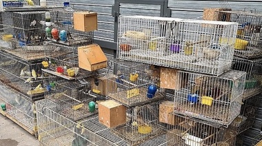 Desbaratan un criadero ilegal de aves en Villa Luro