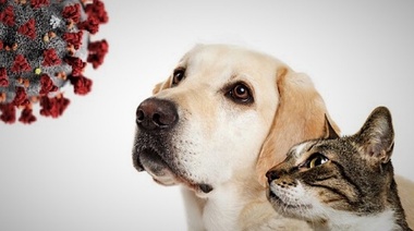 Reportan cuadros graves en perros y gatos por la variante británica del SARS-CoV-2