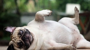 Preocupación por los casos de perros con sobrepeso y la falta de atención veterinaria