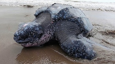 Rehabilitaron y regresaron al mar una tortuga de más de 200 kilos