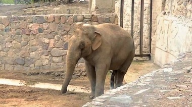 Comenzó el operativo para trasladar a los 4 elefantes del ex zoo de Mendoza