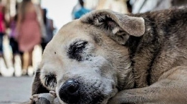 Perros en situación de calle: El punto de vista de los veterinarios
