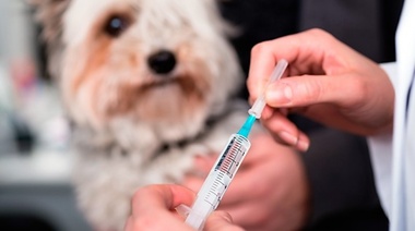 Rusia aprobó y comenzará a producir en masa su vacuna contra Covid-19 para animales