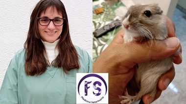 Ovariectomía bilateral en Gerbo