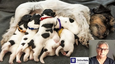 Medicación durante la preñez y en los neonatos