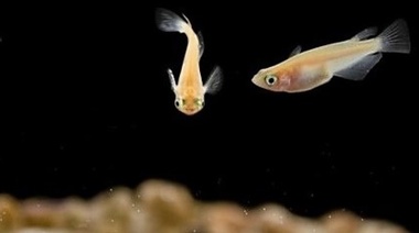 La disminución del número de espermatozoides modifica el comportamiento reproductivo de los peces