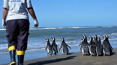 Rescatan, rehabilitan y regresan al mar a pingüinos magallánicos