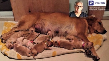 Tratamiento durante la preñez y en los neonatos - Segunda Parte