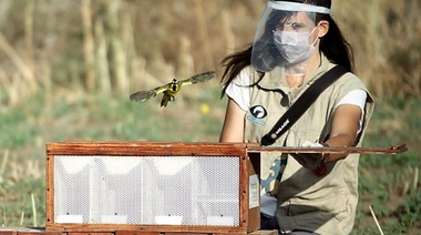 Liberan cardenales amarillos rescatados del comercio ilegal de fauna