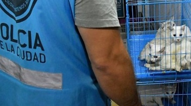 Encuentran en un allanamiento 7 gatos muertos en una heladera y 17 hacinados en jaulas