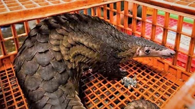 Piden suspender la venta de animales salvajes vivos en los mercados de alimentos