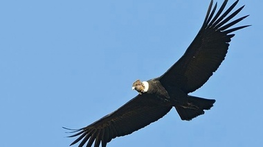 Investigadores alertan sobre la vulnerabilidad del Cóndor Andino