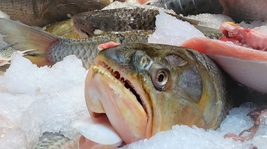Detectan residuos de 42 fármacos en pescados que se venden en Córdoba