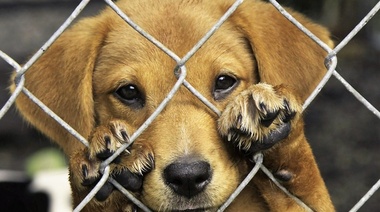 ¿Por qué algunas personas devuelven los animales que adoptan?