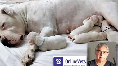 Tratamiento durante la preñez y en los neonatos - Tercera y Última Parte