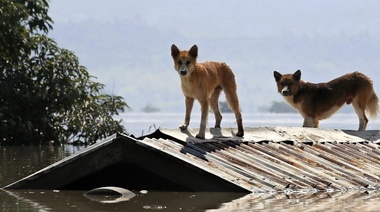 Nuevo curso sobre "Animales en el contexto de las catástrofes ambientales"