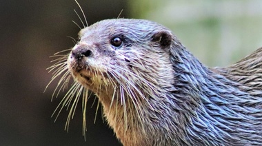 Confirman primer caso de Covid-19 en nutrias