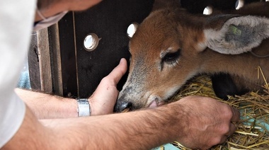 Rehabilitaron y liberaron a "Itatí", una cierva de los pantanos rescatada en el Delta del Paraná