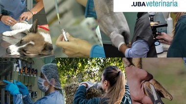 El rol de la profesión veterinaria durante la pandemia de COVID-19