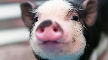 El Senasa advierte sobre los riesgos de adquirir mini pigs como mascotas