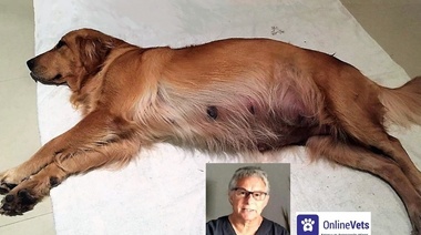 La falla luteal en los caninos