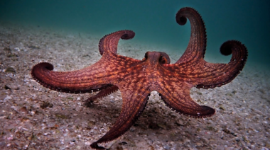 Un documental sobre la vida de un pulpo ganó un Oscar