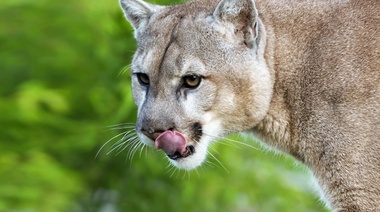 Nueva guía sobre manejo de fauna silvestre en el contexto de Covid-19