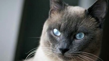 Directrices sobre transfusiones de sangre en gatos