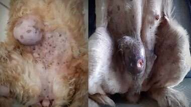 Neoplasias mamarias en caninos y felinos ¿Cada vez más frecuentes?