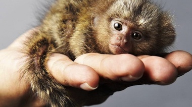 Los animales silvestres no son mascotas