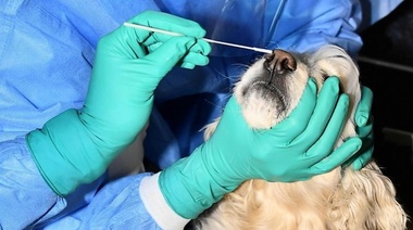 Los animales y la COVID-19