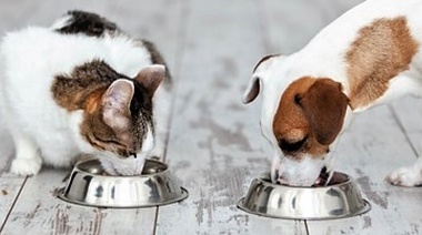 Nuevas actualizaciones a las herramientas de nutrición global de WSAVA