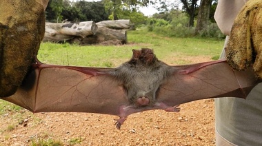 El Senasa recuerda la importancia de la detección temprana y notificación de la rabia paresiante