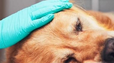 Hallazgos acerca de la eutanasia en perros