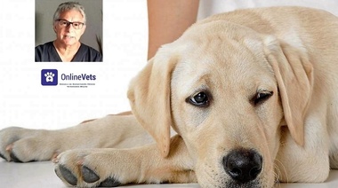 Evaluación de la infertilidad en la perra - Parte 1