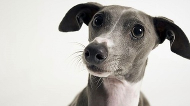 El estrés en los perros está asociado con el vínculo establecido con sus dueños