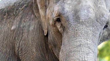 La elefanta Mara cumplió su primer año en el Santuario de Elefantes de Brasil