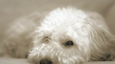 Los algoritmos de aprendizaje automático mejoran el diagnóstico del síndrome de Cushing en perros