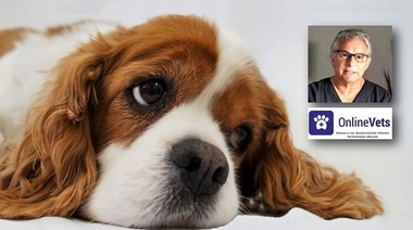 Evaluación de la infertilidad en la perra - Parte 2