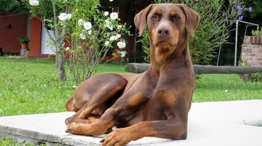 Será obligatorio el registro de "perros potencialmente peligrosos" en La Plata