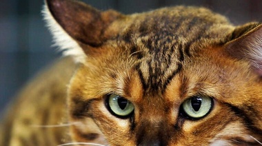 Caso fatal de rabia humana en Coronel Suárez