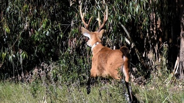 Liberaron un ciervo de los pantanos tras ser rescatado y rehabilitado