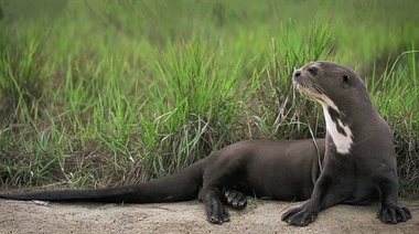 Redescubren una especie que se creía extinta en Argentina: la nutria gigante