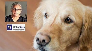 Evaluación de la fertilidad en la perra - Parte 3