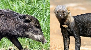 Registraron dos especies de animales nunca antes vistas en la provincia de Santa Fe