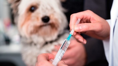 Rusia comenzó a vacunar a los animales de compañía contra COVID-19